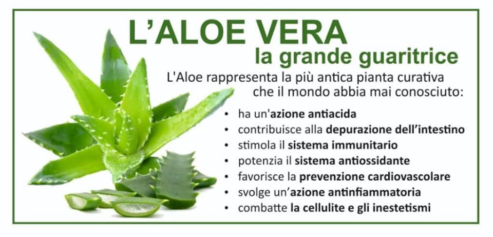 aloe lista.jpg